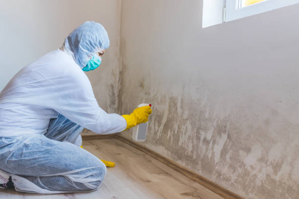 Licensed Mold Inspection service in Lakehurst, NJ - WQB Mold Removal
